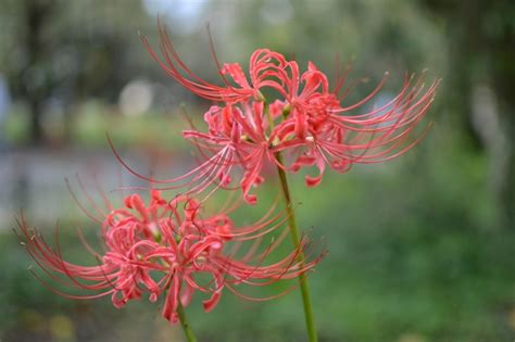 紅蓮華 彼岸花|秋の訪れを告げる紅蓮の花〜京都府の彼岸花スポット〜／CO